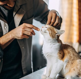 A person carefully wiping a cat’s ear to remove wax buildup.