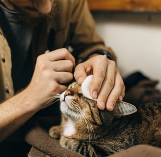 A hand using a cotton pad to clean the area around a cat’s eye.