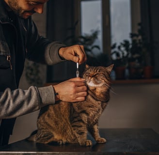 A cat receiving an insulin injection as part of its diabetes treatment