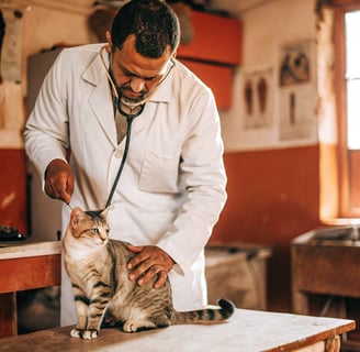 A vet providing affordable healthcare to a cat in a community clinic