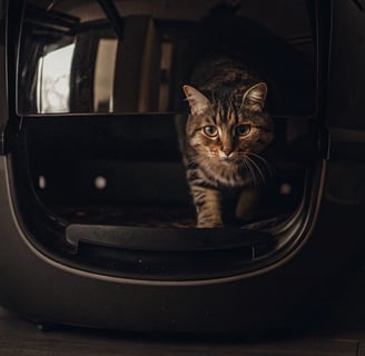 A modern smart litter box with a cat entering for automatic cleaning.
