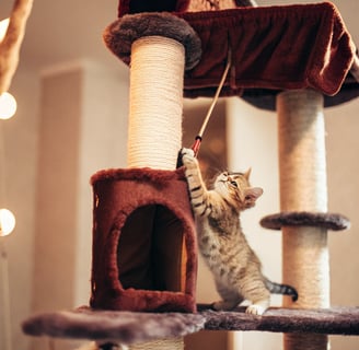 A kitten climbing a cat tree while playing with a hanging toy.