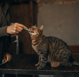 A tabby cat having its teeth brushed with a small toothbrush.