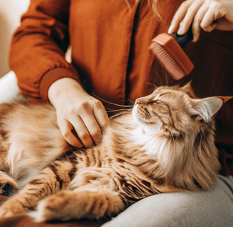 A fluffy Persian cat being brushed to prevent tangles.