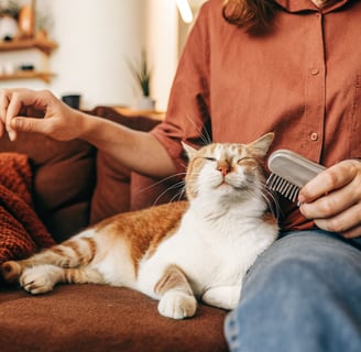 A happy orange tabby cat being groomed with a soft brush.