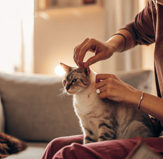 A close-up of a cat’s ear being cleaned with a cotton pad.