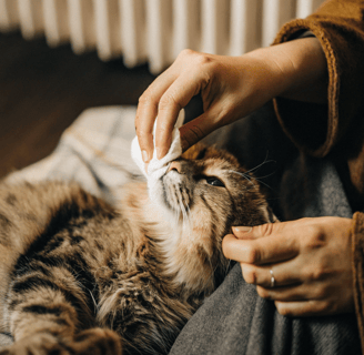 How to groom and clean your cat’s eyes and ears.