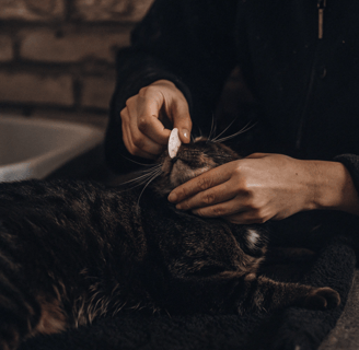 A person gently wiping a cat’s eye with an eye cleaning pad.