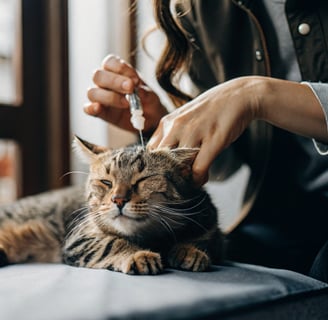 A person gently massaging a cat’s ear during cleaning.