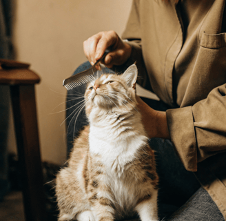 A person using a flea comb to check a cat’s coat for fleas.