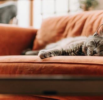 A live camera feed displaying a clear view of a cat resting on a sofa.