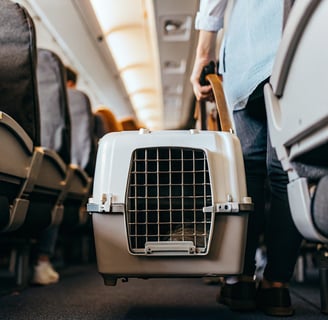 A soft-sided pet carrier placed under an airline seat during a flight