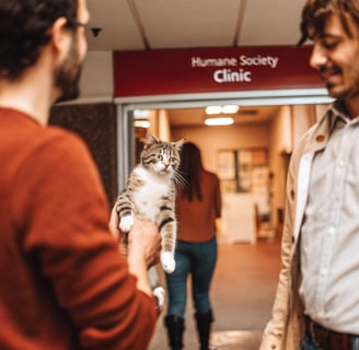 A cat being treated at an animal shelter’s affordable vet clinic