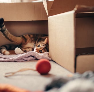 A playful cat exploring the inside of a cardboard box.