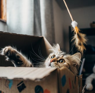 A playful cat hiding in a box and swatting at a feather toy.
