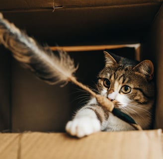 A playful cat hiding in a box and swatting at a feather toy.