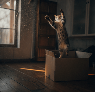 A playful cat jumping into a cardboard box.