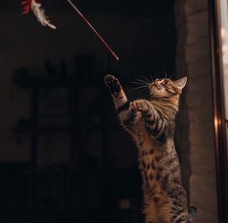 A playful cat jumping to grab a feather wand toy in mid-air.