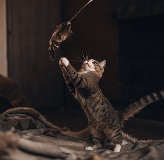 A playful cat swatting at a feather toy during interactive playtime.