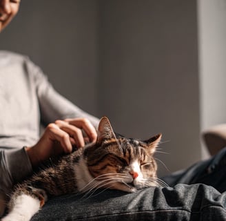 A relaxed cat purring while being petted by its owner.