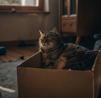  A relaxed cat sitting in a cardboard box for comfort.