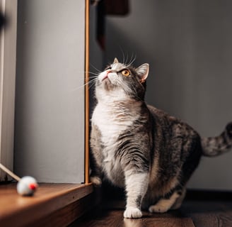 A senior cat hesitating to jump due to joint pain.