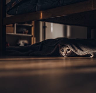 A shy cat hiding under a bed with just its head visible.