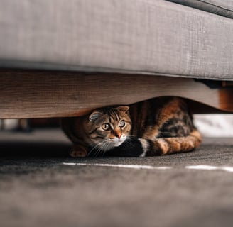 A shy or stressed cat hiding beneath a sofa.