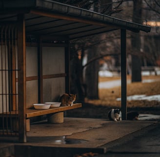 A protected feeding station next to a feral cat house