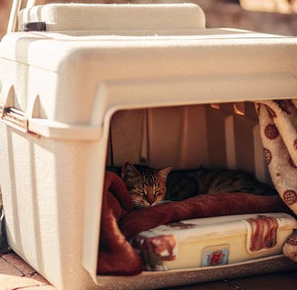 A repurposed cooler shelter providing warmth for a feral cat