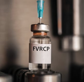 A close-up of an FVRCP vaccine bottle