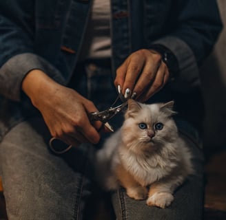 Hands using a pair of nail clippers to trim a cat's nails carefully.