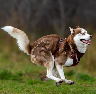 Brown husky with golden eyes runs happily at the dog park