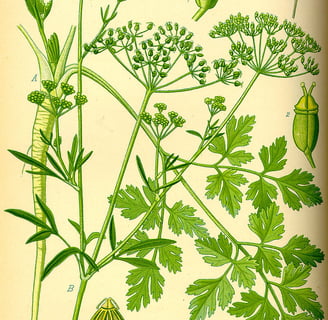 Parsley