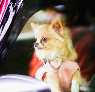 Ensure PetCare offers pet taxi in Aspen Hill—safe rides for small pets like dogs and cats.