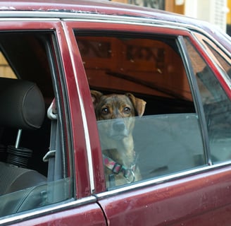Wheaton and Rockville pet owners trust Ensure PetCare for comfortable pet transportation.