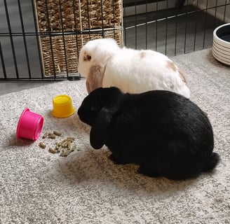 Drop-in bonded bunny from Ensure Pet Care — help fund our calm rabbit sanctuary in Silver Spring.