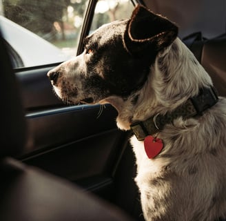 Ensure PetCare provides safe, stress-free pet taxi services for dogs, cats, rabbits, and guinea pigs