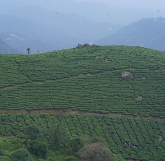 misty mountains in Munnar