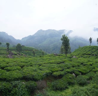 misty mountains in Munnar
