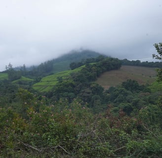 misty mountains in Munnar