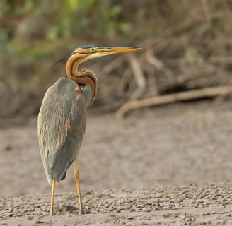 Purple Heron