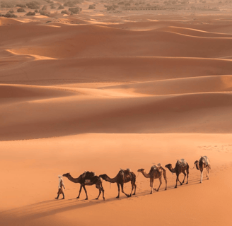 maroc planification dromadaire