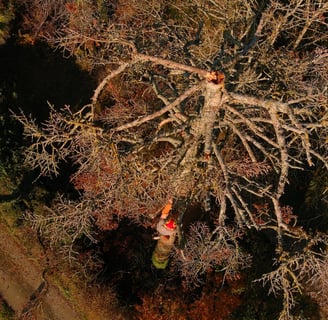abattage arbre mort