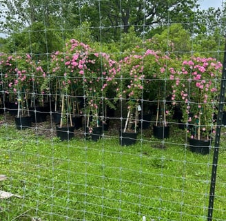 Tropical Gardens Nursery