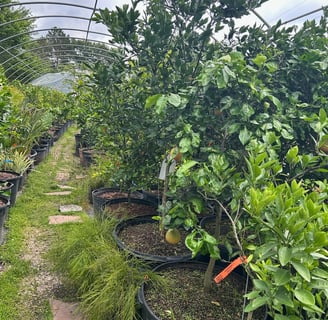 Tropical Gardens Nursery