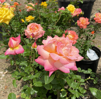 Tropical Gardens Nursery