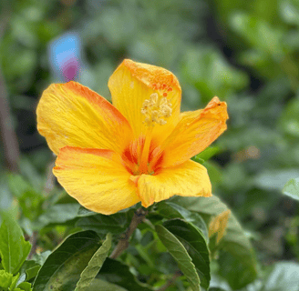 Tropical Gardens Nursery