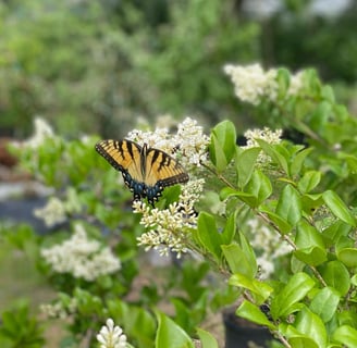 Tropical Gardens Nursery
