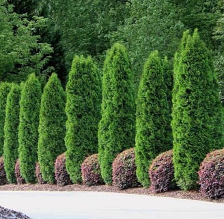 Tropical Gardens Nursery
